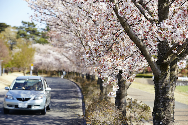 Car Driving in Spring